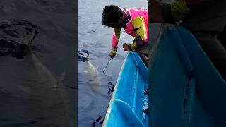 Tuna Fishing In HAND line Technique fish monsterfishcatch tunafish tuna [upl. by Anelav]