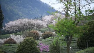 茶園で桜満開 貴州省余慶県 [upl. by Alik886]