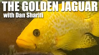 The Gold Jaguar a species profile on Parachromis managuensis with Cichlids of the Americas [upl. by Hen726]