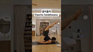 무이스요가 끌어올려 Viparita Salabhasana hathayoga yoga yogashorts 동기부여 쇼츠 하타요가 [upl. by Terence400]