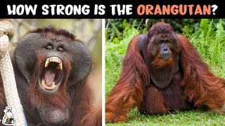 How Powerful are Orangutans [upl. by Cheyney]