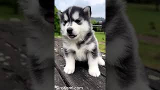 🐺 Cachorros HUSKY Siberiano 🐺 Sirokami Husky [upl. by Socrates]