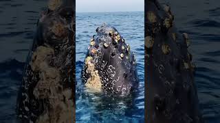 Up close with a massive whale covered in barnacles [upl. by Suissac]