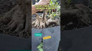 Kita pahat bonsai kimeng bonsai bonsaiideas bonsaiart bonsaiplant bonsaitree indoorplants [upl. by Idaline]