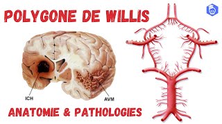 Cercle Artériel du Cerveau Polygone de Willis  Anatomie Descriptive et Clinique [upl. by Ojaras711]