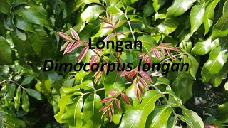 Longan  Dimocarpus longan [upl. by Nyvlem]