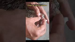 coryza eye infection treatment in chickens 🐔 [upl. by Buckingham907]