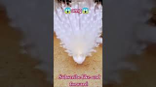 😂😂shorts youtubeshorts trending viralvideo viral comedy PEACOCK DANCE Peacock ytshorts omg [upl. by Anaes989]