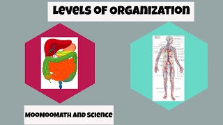 Levels of Organization in Biology [upl. by Jeana]