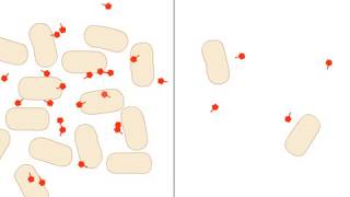 Discoveries in Quorum Sensing [upl. by Taggart]