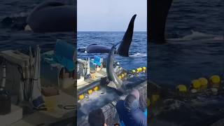 shark ocean whale fish dolphin shortsviral nature yearofyou epic wildlifephotography [upl. by Ewald]