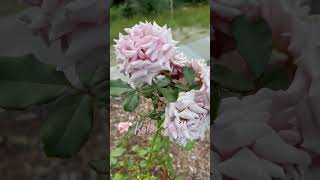 Koko Loko Rose roses rosegarden garden rosevarieties rosa jardin gardening roselover [upl. by End]