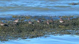 Ruddy Turnstones Arenaria interpres  Zeedijk Margarethapolder Netherlands 27102024 [upl. by Albertina652]