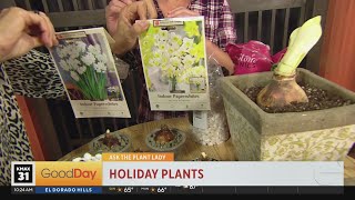 Plant Lady  Holiday Bulbs Corms and Tubers [upl. by Analim]