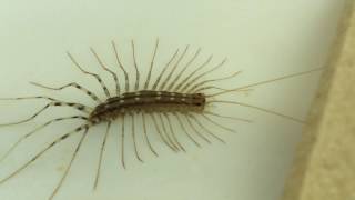 ID  Scutigera coleoptrata  The Deadly House Centipede [upl. by Kcirb]