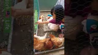 🐓🐔ayam Chiken ニワトリの餌やり風景 malaysia マレーシア ショート ＃shorts ＃279 [upl. by Vedi210]