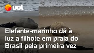 Elefantemarinho dá à luz a filhote em praia do Brasil pela primeira vez veja vídeo [upl. by Julis781]