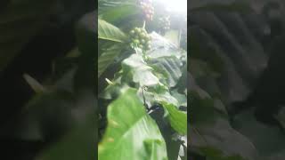 Coffee plant viral short [upl. by Noman439]