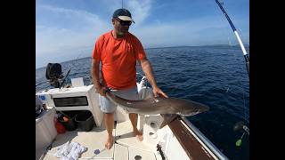 Small boat fishing UK Species hunt Lots of Big and small Fish [upl. by Asinla]