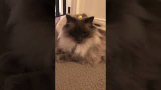 My cat asking for candy funny 😹😹😹 [upl. by Denver276]