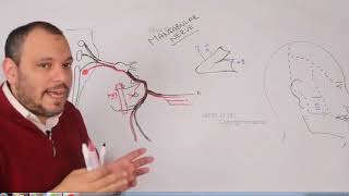 Mandibular Nerve anatomy for dental students [upl. by Tuorah490]