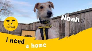 Noah the handsome Lurcher  Dogs Trust Leeds [upl. by Jessa344]