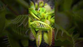 Venus flytrap catching fly in slow motion 🪰 plants insects [upl. by Shipley14]