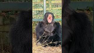 How different Animals yawn shorts [upl. by Esiom]