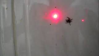 Jumping Spider VS Laser Pointer [upl. by Aynotan]