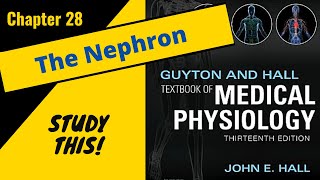 Guyton and Hall Medical Physiology Chapter 28 REVIEW The Nephron Function  Study This [upl. by Aprile]