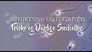 Befruktning Og Fertilitet Friske Og Dårlige Sædceller [upl. by Aleb]