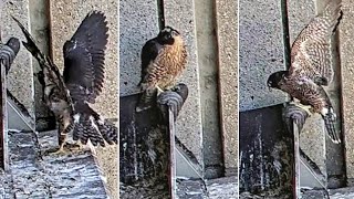 367 FalconCam Project😲😎 Brave little one jumps on the parents roost 203 pm 20241110 [upl. by Bridgid]