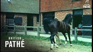 Hackney Horses 1959 [upl. by Aig]