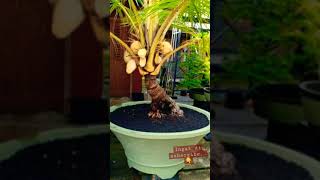 BONSAI KELAPA BERBUAH DAN TERMAHAL [upl. by Erena]