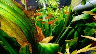 mon aquarium 1000L eau douce V10 [upl. by Jarrow]