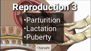 Reproduction 3  Parturition Lactation Puberty [upl. by Tteragram]