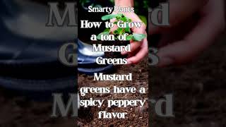 How to grow a ton of Mustard Greens [upl. by Ydollem445]