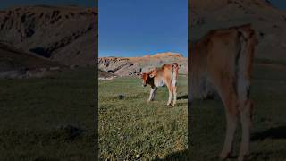 Deosai ntional park fypシ゚viral travel deosailake viralmusic mountains deosaiskardu nature [upl. by Akiehsal]