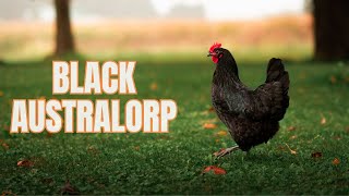 The Black Australorp Chicken  Everything You Need To Know [upl. by Meibers]