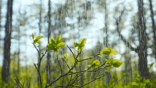 Rain Sounds For Sleeping Relaxation Meditation Sleeping Nature Sound [upl. by Lawford]