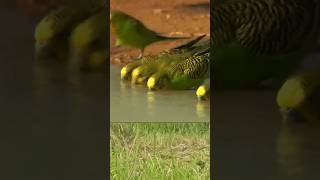 Budgrie Flock  Budgerigars  Earthflight  budgies shorts short youtubeshorts [upl. by Ellehsor]