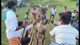 Jallikattu 2024  ஜல்லிகக்ட்டு2024ல் பயிற்சி எடுக்கும் காளைகள் மற்றும் Videos [upl. by Sosna]