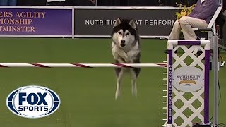 ‘Lobo’ the Siberian Husky goes off script in the 24 inch class of agility competition  FOX SPORTS [upl. by Sutelc]