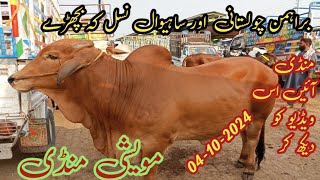 sahiwal cow price  Brahmin Chaulistani and Sahiwal Nasal ky bachray  04102024 [upl. by Chandless116]