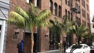 San Francisco’s Most Beautiful Tree The Kentia Palm [upl. by Wichman]