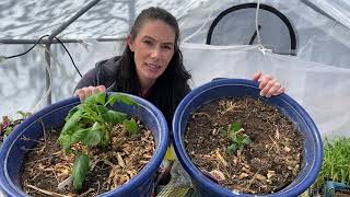 Potting Dahlia Crocosmia and Acidanthera [upl. by Lodge]