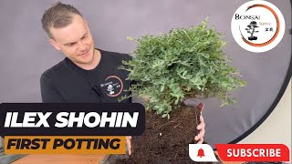 Creating an Ilex Bonsai Tree with Slip Potting technique  The Bonsai Supply [upl. by Ailliw]