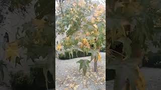 liquidambar No dejes de ver este video antes de plantarlo en tu jardin [upl. by Odravde]