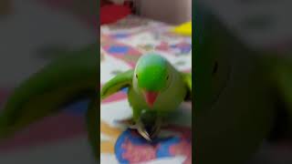 parrot sound💝💝🦜viralvideo shorts trending ytshorts trendingshorts cute funny explore like [upl. by Achorn]