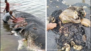 Umweltverschmutzung Pottwal mit sechs Kilo Plastik im Magen angespült [upl. by Willa447]